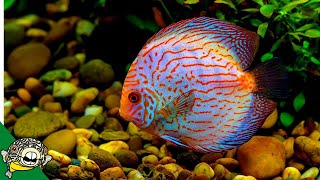 Discus Fish Care Guide FOR BEGINNERS [upl. by Lucinda684]