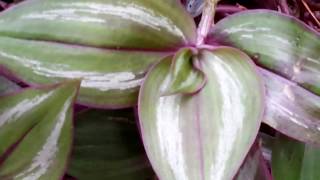 Tradescantia zebrina  Wandering Jew or Spiderwort plant [upl. by Nymassej291]