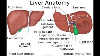 OSPE of Liver Cadavar  Anatomy  MBBS  2nd year  Spotting [upl. by Ariaj]