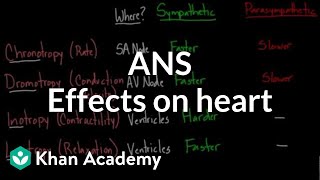 Autonomic nervous system effects on the heart  NCLEXRN  Khan Academy [upl. by Little539]