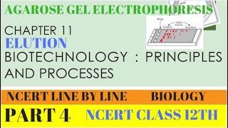 PART4 AGAROSE GEL ELECTROPHORESISBIOTECHNOLOGY PRINCIPLES AND PROCESSESCHAPTER 11 CLASS 12 BIO [upl. by Naples]