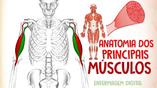 Minuto da Anatomia 15  Planos e Eixos Anatômicos  Anatomia Humana [upl. by Verbenia]