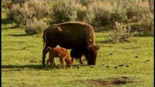 American Prairie Profiled by National Geographic [upl. by Nancey900]