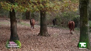 Lo spirito degli alberi il linguaggio dei cavalli di Luca Moneta [upl. by Haile]