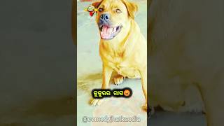 କୁକୁରର ରାଗ 😡🤣 odia comedy short video  comedyjhatkaodia odiacomedy viralshorts shorts [upl. by Harty310]