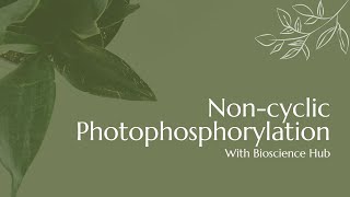 Noncyclic Photophosphorylation [upl. by Arat186]