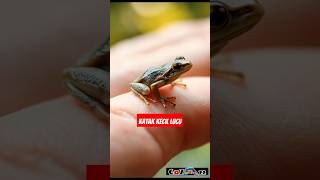 Katak Kecil Seukuran Jari Manusia ‼️shorts viralvideo kataklucu hewanlucu [upl. by Eilatam]