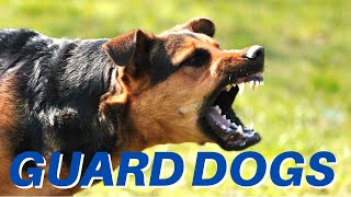 DOGS BARKING Angry Dogs  Real Guard Dogs  Defending You Free Download MP3 [upl. by Asia]