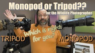 Tripod or Monopod What To Use for Wildlife and Bird Photography [upl. by Roz]