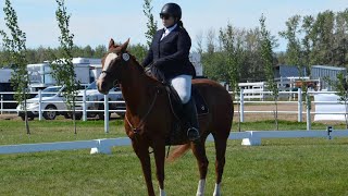 Dressage Intro Test C [upl. by Ylro]