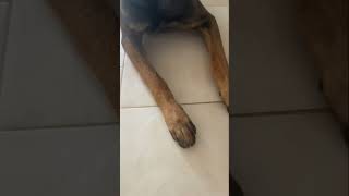 Je test mon malinois malinois chien [upl. by Assanav]