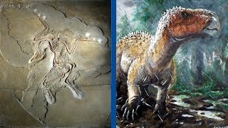 The Most Important Discoveries in Paleontology  Part 1 [upl. by Aizirtap]