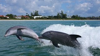 Explore Sanibel Island [upl. by Archie183]