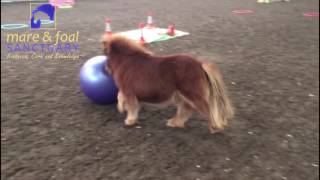 Sir Didymus Playing at The Mare and Foal Sanctuary [upl. by Anoblav]