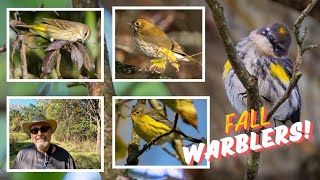 Looking for Warblers 4K [upl. by Elocn]