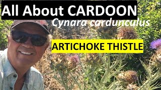 All About CARDOON  Artichoke Thistle Cynara cardunculus [upl. by Colville]