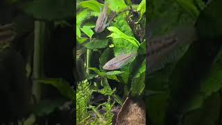 Sparkling Gourami aquarium relaxing [upl. by Avera]