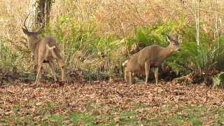 Blacktail deer attempting to mate [upl. by Floeter718]