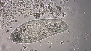 Paramecium under the microscope [upl. by Uria]