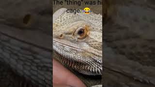 ULTIMATE Bearded Dragon SHED Compilation  ENJOY 😉 ChuckNorrizBeardedDragons [upl. by Kasevich]