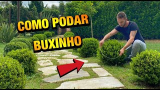 BUXINHO  COMO CUIDAR E PODAR EM FORMATO DE BOLINHA [upl. by Jaimie]