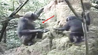 This Scientists Observed A Huge Jungle Chimpanzee Clan Society Doing This For The First Time [upl. by Arenat]