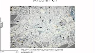 Histology Connective Tissues of the Bodywmv [upl. by Atteroc]