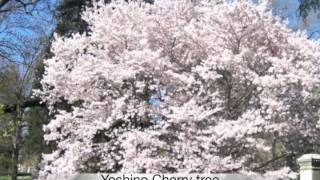 Prunus yeddoensis Yoshino Cherry [upl. by Hairom]