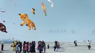 Kite festival at White Rann of Kutch [upl. by Anirhtak]