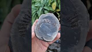 A complete Dactylioceras ammonite fossil in a limestone nodule awaiting preparation to reveal it [upl. by Yramliw]