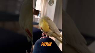 PIOLIN🧡💛 birds ninfa ninfas aves nymph birds calopsita shorts short shortvideo piolin [upl. by Aicenra]