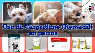 Uso de CarprofenoRimadyl en perros 🐕👌veterinaria vet medicinaveterinaria carprofeno rimadyl [upl. by Ricker]