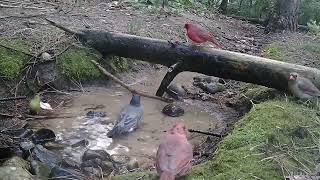 Cardinals waiting their turn at the watering hole [upl. by Novyaj]