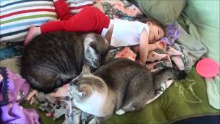 sleeping baby protected by 2 big cats [upl. by Raynell]