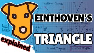 How to draw Einthovens triangle and Hexaxial diagram [upl. by Nosemyaj774]