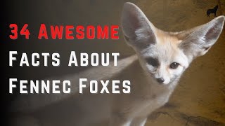 Facts About Fennec Foxes 34 Quick Facts About Fennec Foxes [upl. by Atekehs901]