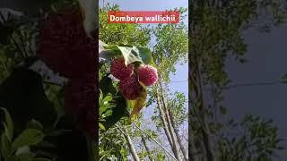 Dombeya wallichii plants FloweringPlants FloralShorts GardenShorts FlowerPower BloomingBeauty [upl. by Boniface653]