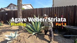 In Part 3 of 3 of todays episode we move the massive striated Agave Weberi into its final spot [upl. by Si]