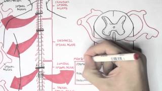 Neurology  Spinal Cord Introduction [upl. by Ivor]