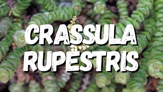 Crassula Rupestris Guia Completo Desta Suculenta [upl. by Yrellam]