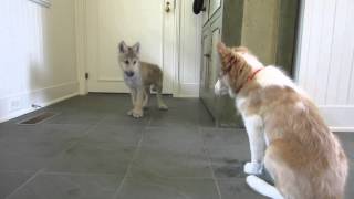 Baby Wolf Meets Border Collie Pup The Telltale Tail [upl. by Linnette]