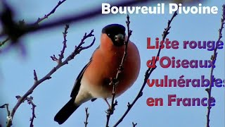 Des OISEAUX VULNERABLES en FRANCE  2 2 [upl. by Airehtfele507]