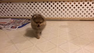 pomeranian puppy Barking and playing with a pit ball is funny and cute [upl. by Metzgar512]