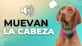 Sonidos para Perros Para Que Muevan la Cabeza  Ruidos y Effectos [upl. by Aisauqal603]