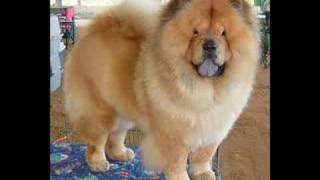 chow chow home movie [upl. by Mcmath]