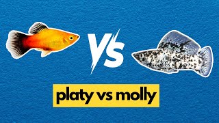 PLATY VS MOLLY what makes these two fishes SO DIFFERENT [upl. by Stretch384]