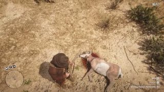 Red Dead Redemption 2  RDR2  BAJA CALIFORNIA PRONGHORN DOE  LOCATION  ZOOLOGIST 111  SKIN DEEP [upl. by Bevin]