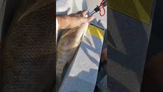 fishing sherry kayakfishing microjigging jigging fishinguae uae [upl. by Drannel]