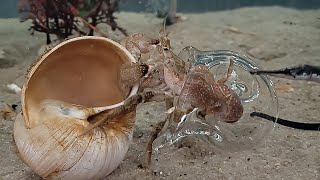 The Hermit Crab and the Glass Seashell [upl. by Haletta]