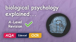 What is Biological Psychology Alevel Revision Themes in Psychology Explained [upl. by Naerol]